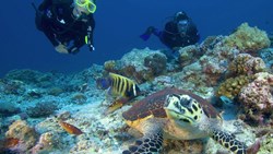 XL Hotel Fiji Six Senses Fiji Divers And Turtle