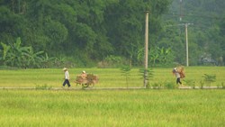 Xl Vietnam Mai Chau Valley Locals Morning Mist Ricefield Nature