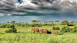 Xl Tanzania Lodge Tarangire National Park Olivers Camp Elephants Dramatic Sky Nature Animals