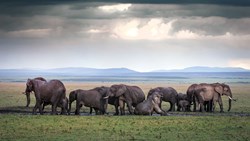 Xl Kenya An Elephant Family Mud Bath After Rains In The Masai Mara