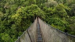 XL Peru Amazon Canopy Walkway Tambopata National
