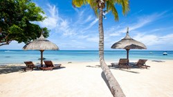 XL Mauritius White Sand Beach Palm Tree Sunbeds