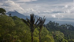 XL Indonesia Sulawesi Tangkok National Park Rainforest