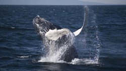 Xl Iceland Whale Watching Breaching Humpback Whale Close