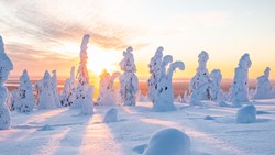 XL Finland Lapland Snow Trees